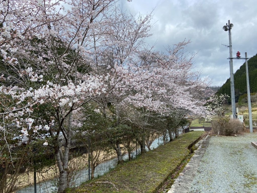 2024年佐用町 若杉館 川沿いの満開の桜 写真2