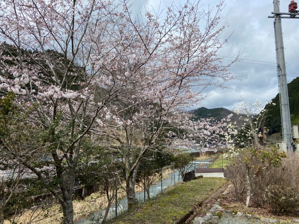 2024年佐用町 若杉館 川沿いの満開の桜 写真3