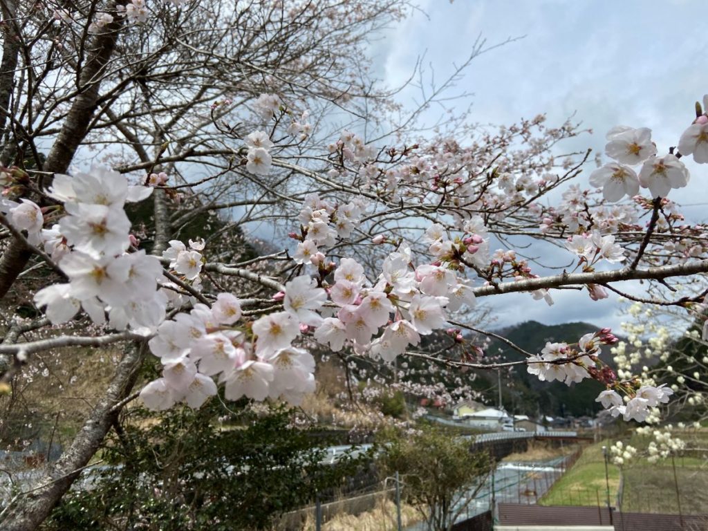 2024年佐用町 若杉館 川沿いの満開の桜 写真4